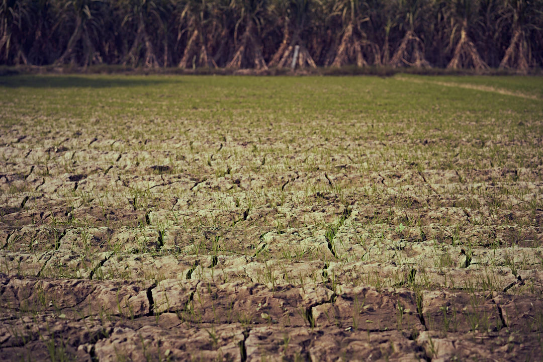 The Hidden Costs Environmental Impact of Sugar Production